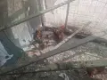 Декоративни кокошки, снимка 8