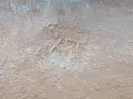 Брадва кривица с печат , снимка 4