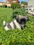 Кучета пекинези, снимка 5