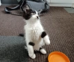 Подарявам малко котенце на 3 месеца, снимка 4