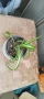 Филодендрон (Philodendron) / Сингониум (Syngonium), снимка 11