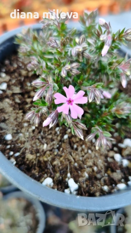 Флокс,  Phlox sub. Zwergenteppich, почвопокривен, многогодишен, студоустойчив, снимка 7 - Градински цветя и растения - 53991194