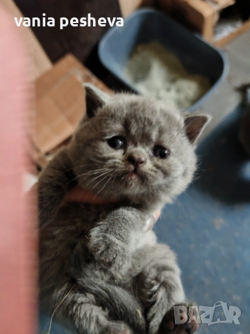 Шотландски и британски котета