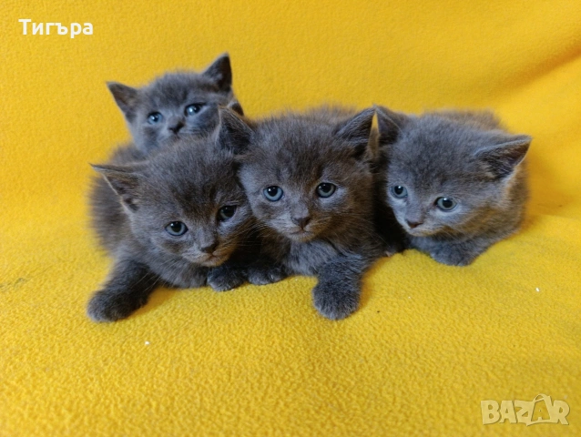 Котета - порода Руска синя котка !, снимка 3 - Руска синя котка - 54482650