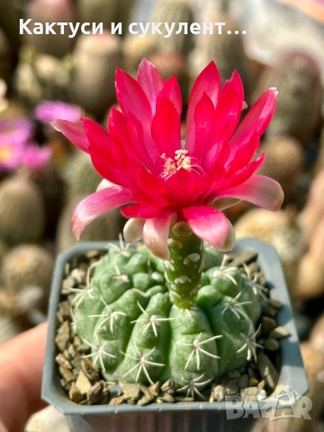 Кактус Gymnocalycium Baldianum цикламен цъфтеж уникално красив и голям цъфток , снимка 2 - Градински цветя и растения - 54697546