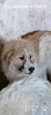 мъжко 