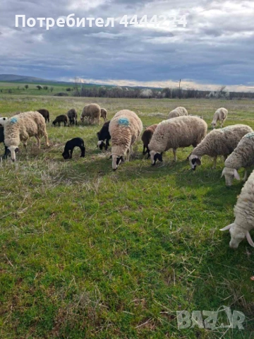 Продавам двугодишен марешки коч!