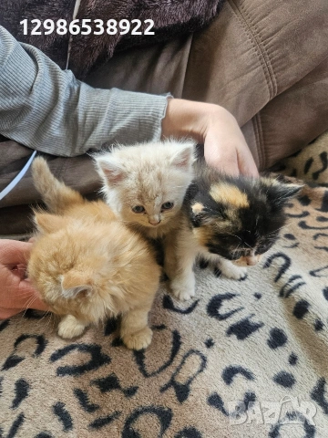 персийски котенца персийска котка 