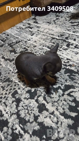 свободно пинчерче