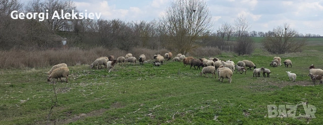 23 броя овце от месодайни породи , снимка 5 - Овце - 54155783