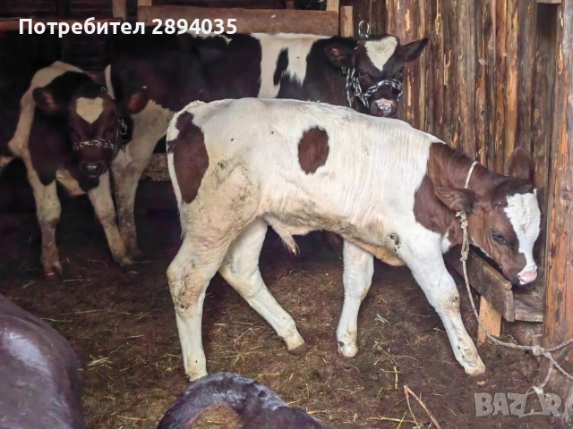 телета от 15 дни до 4 месеца , снимка 4 - Крави - 55227715