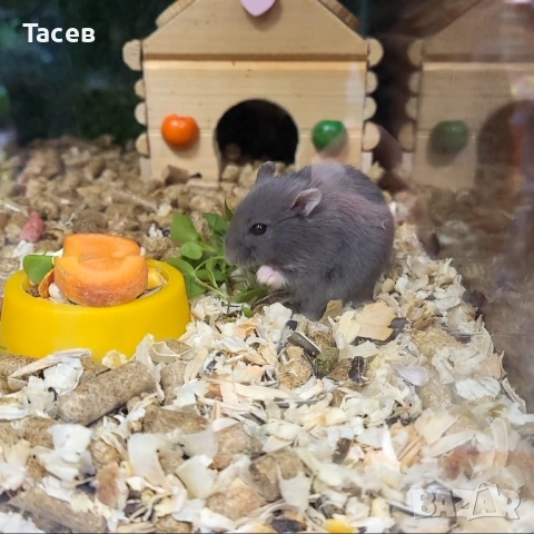 Мини хамстери