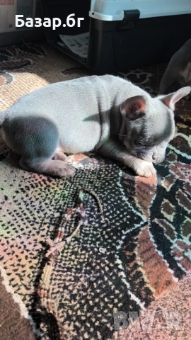 Френско булдоче Лилак тан ( флъфи ген), снимка 7 - Френски булдог - 53719888