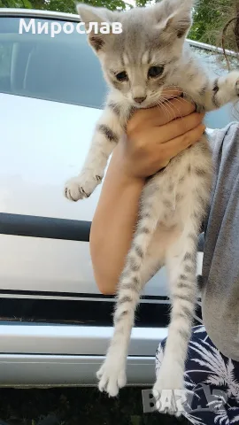 Подарявам малки котенца