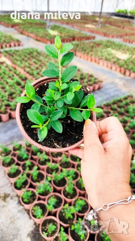 Котонеастър Дамери Мажор, Cotoneaster Dammeri Major, снимка 10 - Градински цветя и растения - 55283660