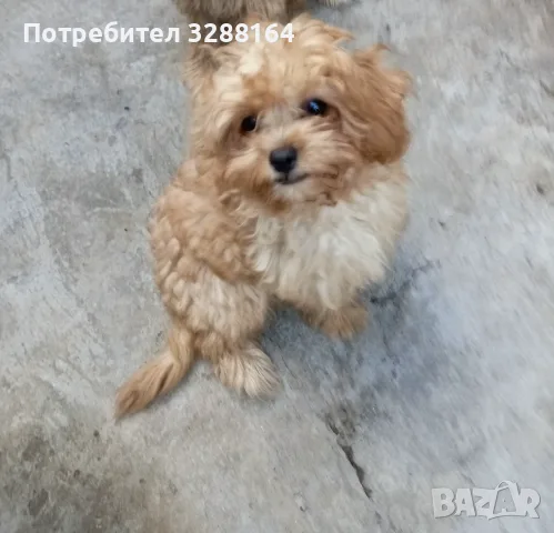 Палава принцеса кавапу