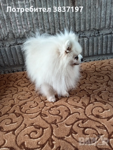 мъжки със всичко необходимо за момента , снимка 6 - Други животни - 51608683