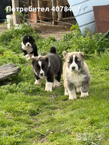 Алабайчета, снимка 4 - Алабай - 54168539