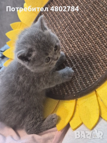 Британски късокосмести, снимка 4 - Британска късокосместа - 54256797