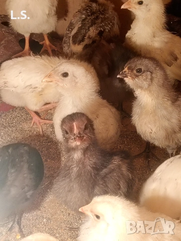 Пилета от синьо-зелени яйца- Акаукана