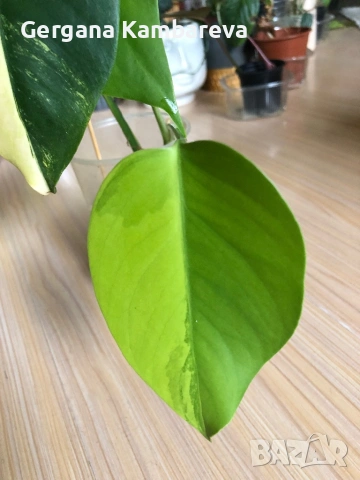 Monstera Marmorata Tricolor , снимка 2 - Стайни растения - 54894918