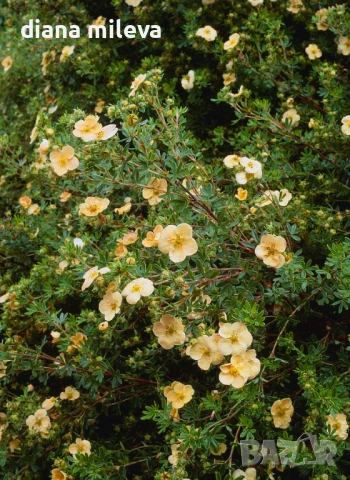Потентила, Potentilla fruticosa 'Daydawn', студоустойчива и многогодишна, снимка 2 - Градински цветя и растения - 54795646