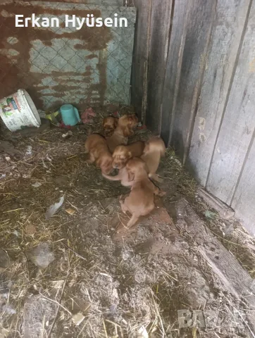 Продават се спещно