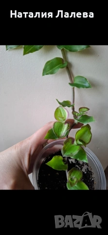 Традесканция, callisia soconuscensis Dragon Tail, снимка 3 - Стайни растения - 54590351