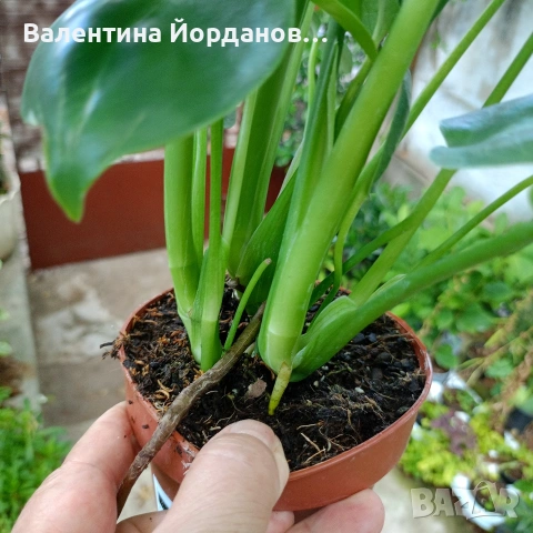 палма Ливингстън и монстера делициоза , снимка 3 - Стайни растения - 55239082