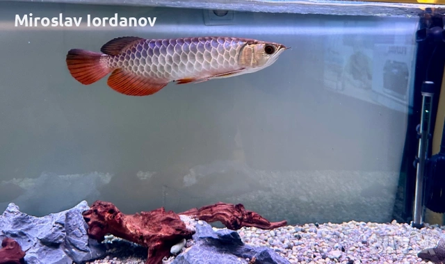 Asian arowana