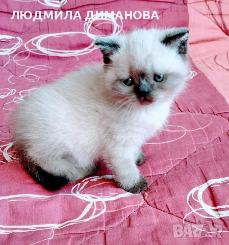 Шотландско мъжко Скоттиш Страйт , снимка 4 - Британска късокосместа - 54371287