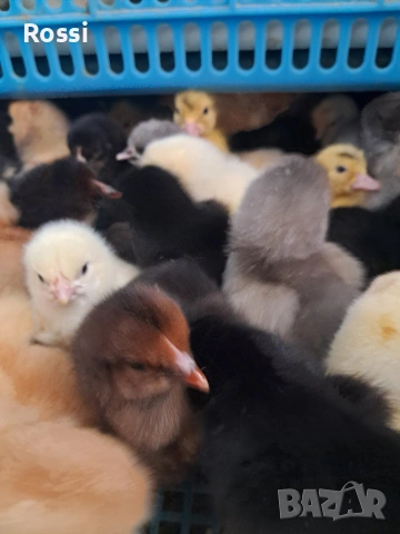 Селски, дворни пиленца, снимка 2 - Кокошки и пуйки - 54002765