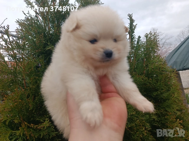 Померан / Померани , снимка 7 - Померан - 54029381
