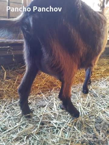 продавам четири кози , снимка 2 - Кози - 54322070