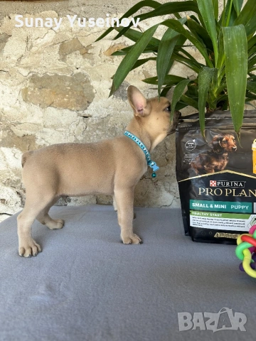 Френски булдочета (флъфи ген), снимка 7 - Френски булдог - 54108361