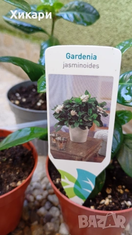 Гардения Gardenia Jasminoides, снимка 3 - Градински цветя и растения - 54782564