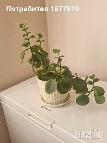 Каланхое червено 