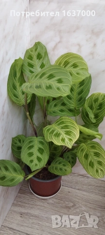 Маранта Light veins 