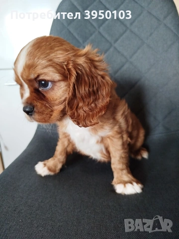 Кавалер Кинг Чарлз шпаньол, снимка 5 - Кавалер кинг чарлз шпаньол - 54088586