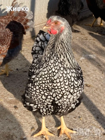 Виандоти, снимка 2 - Кокошки и пуйки - 54063681