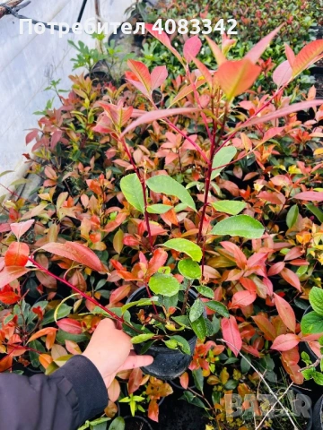 Фотиния Ред Робин, снимка 4 - Градински цветя и растения - 54221354