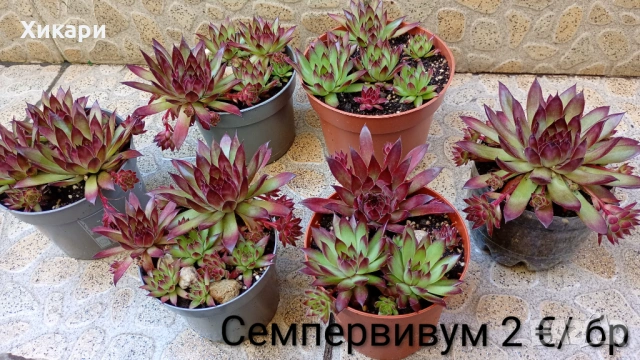 Семпервивум - дебелец / Делосперма / Ешеверия 