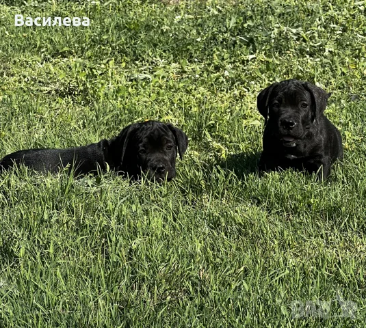 Кане корсо на два месеца