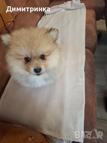 момче,ср.немски шпиц, снимка 2 - Шпиц - 54158472