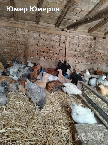 Продавам Млади Ярки , снимка 2 - Кокошки и пуйки - 54243744