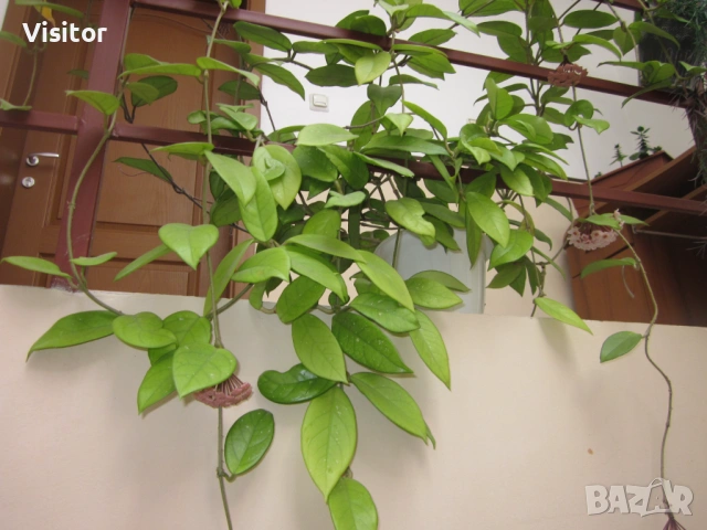 Canon PowerShot A1200  -  12.1мРх, снимка 16 - Фотоапарати - 54298934