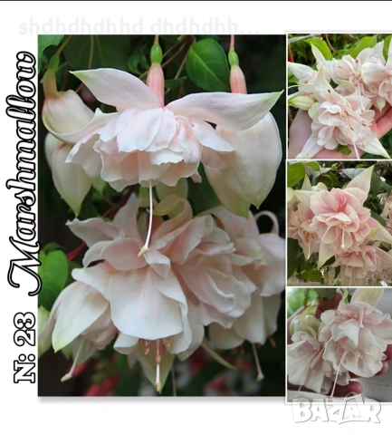 Фуксия студоустойчива градинска и Каскадна едроцветна фуксия , снимка 5 - Градински цветя и растения - 54231805