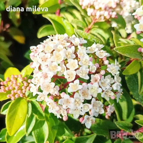 Вибурнум Тинус Ева Прайс, Viburnum Eva Price или още Калина !!!!!, снимка 5 - Градински цветя и растения - 55503563
