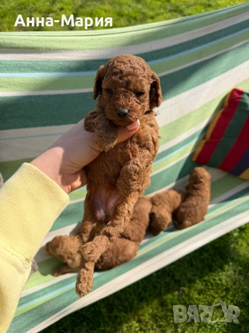 Той пудел момченце и момиченца, снимка 7 - Пудели - 54179965