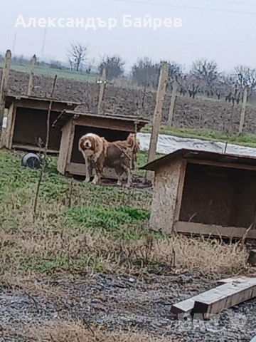 Каракачански кучета , снимка 10 - Каракачанска овчарка - 54327853